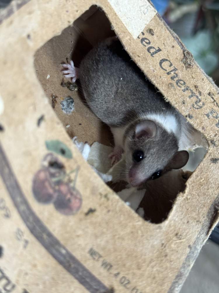 African Pygmy Dormice Breeder Graphiurus murinus 