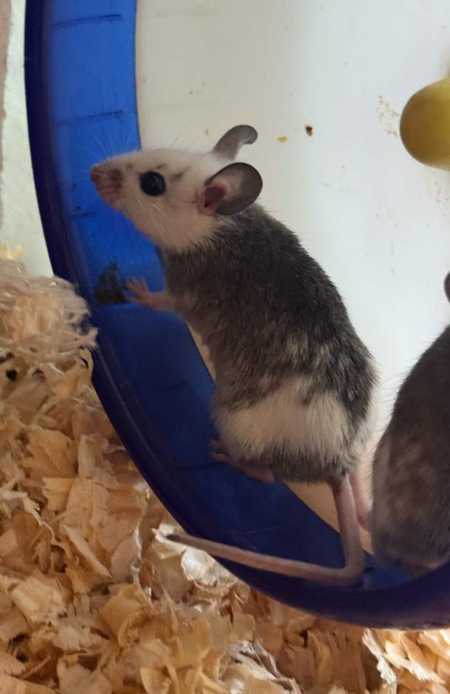 African soft-furred rat Breeder Mastomys natalensis 