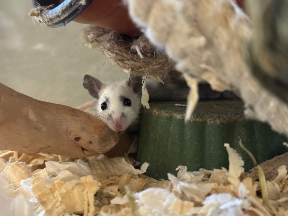 African soft-furred rat Breeder Mastomys natalensis 