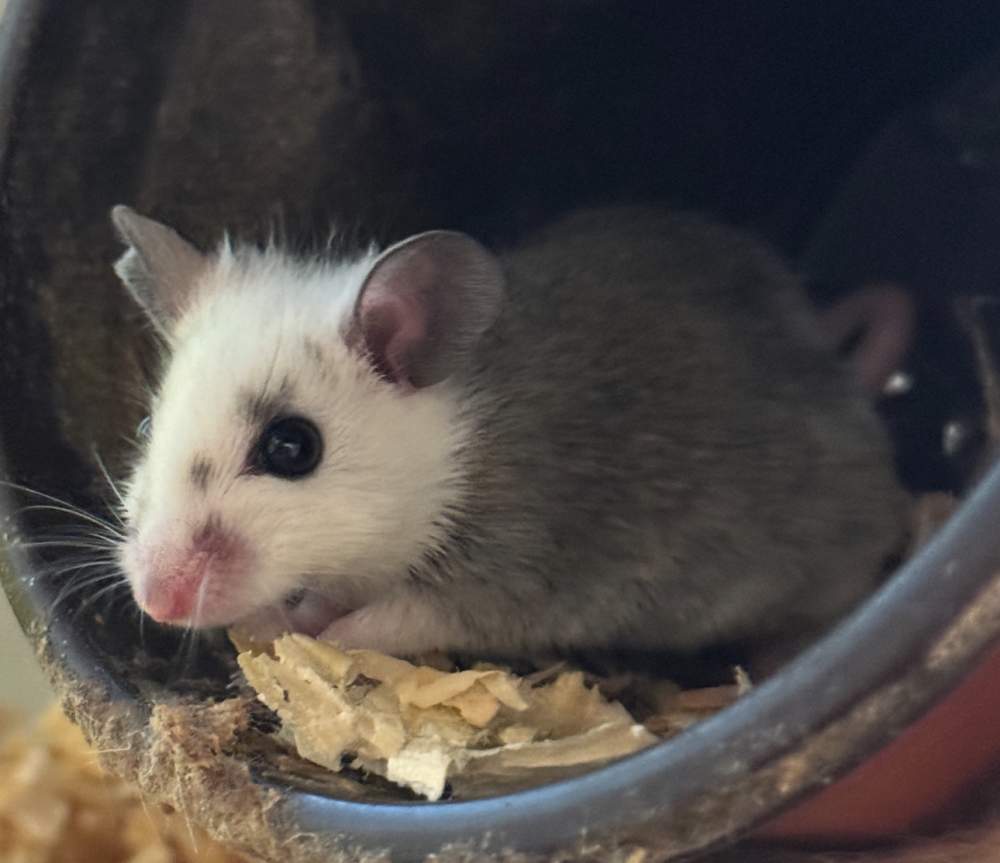 African soft-furred rat Breeder Mastomys natalensis 