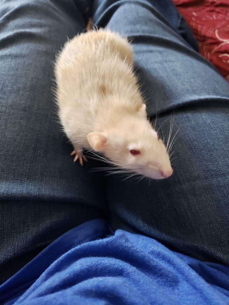 Fancy rat Available for rehoming Rattus norvegicus 