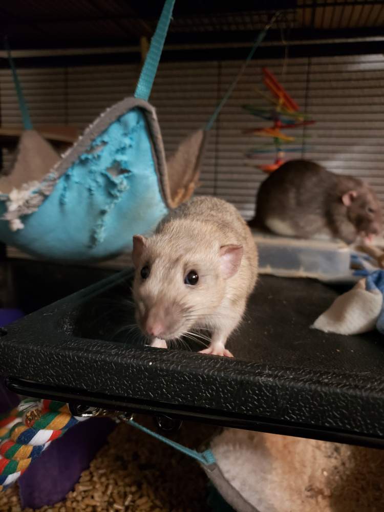 Fancy rat Pet only Rattus norvegicus 