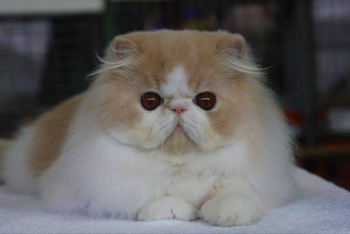 Persian cat Owned by other Felis silvestris catus 