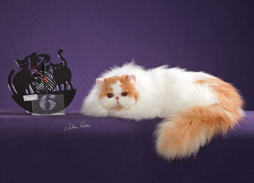Persian cat Owned by other Felis silvestris catus 
