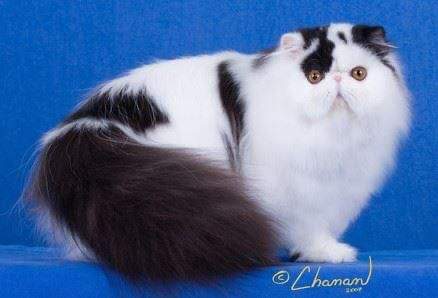 Persian cat Owned by other Felis silvestris catus 