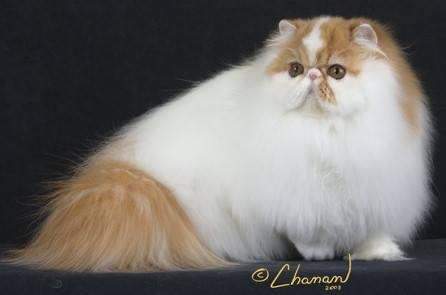 Persian cat Owned by other Felis silvestris catus 