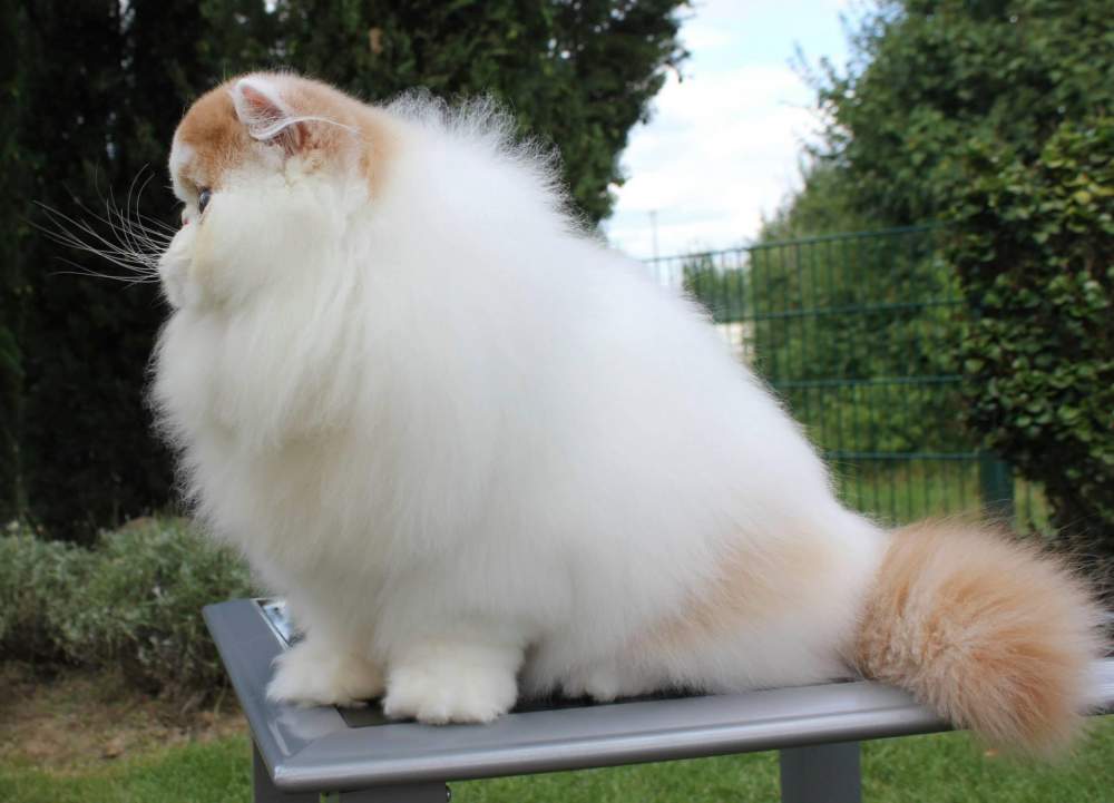 Persian cat Owned by other Felis silvestris catus 