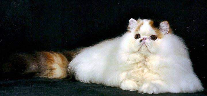 Persian cat Owned by other Felis silvestris catus 