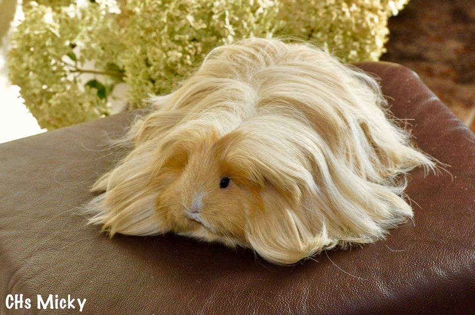 Sheltie guinea pig Owned by other Cavia porcellus 