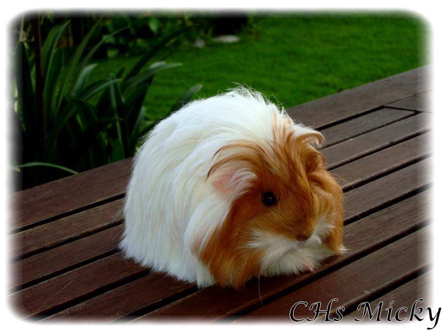 Sheltie guinea pig Owned by other Cavia porcellus 