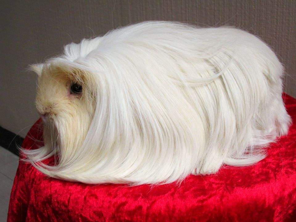 Coronet guinea pig Breeder Cavia porcellus 