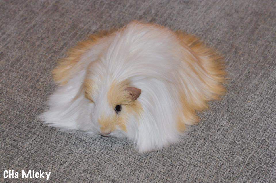 Sheltie guinea pig Owned by other Cavia porcellus 