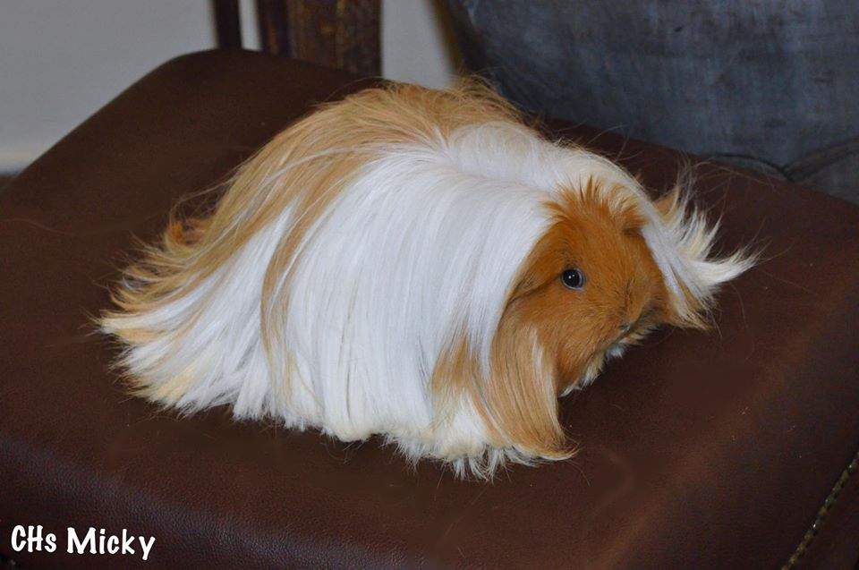 Sheltie guinea pig Breeder Cavia porcellus 