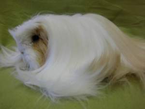 Coronet guinea pig Owned by other Cavia porcellus 