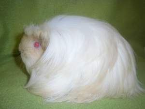 Coronet guinea pig Owned by other Cavia porcellus 