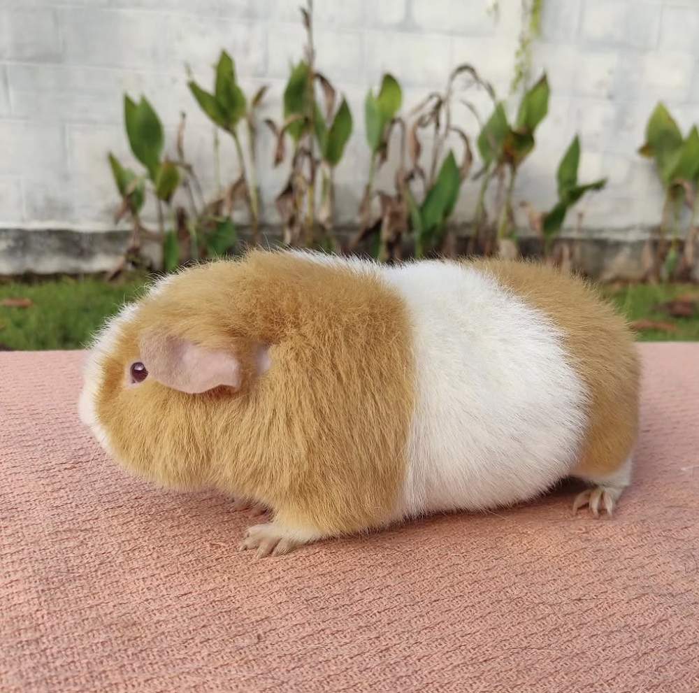 Guinea pig Owned by other Cavia porcellus 