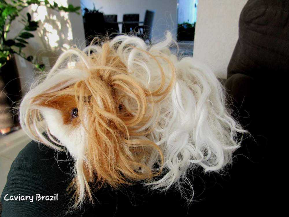 Lunkarya guinea pig Owned by other Cavia porcellus 