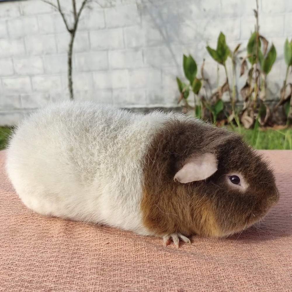 Guinea pig Retired Cavia porcellus 