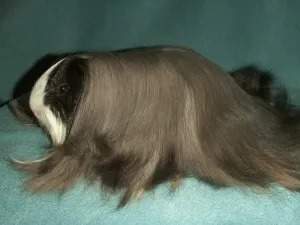 Sheltie Owned by other Cavia porcellus 