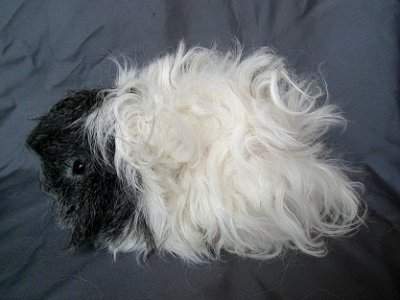 Lunkarya guinea pig Owned by other Cavia porcellus 