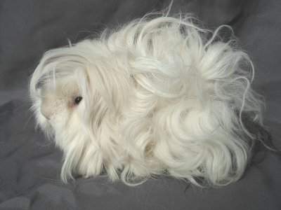 Lunkarya guinea pig Owned by other Cavia porcellus 