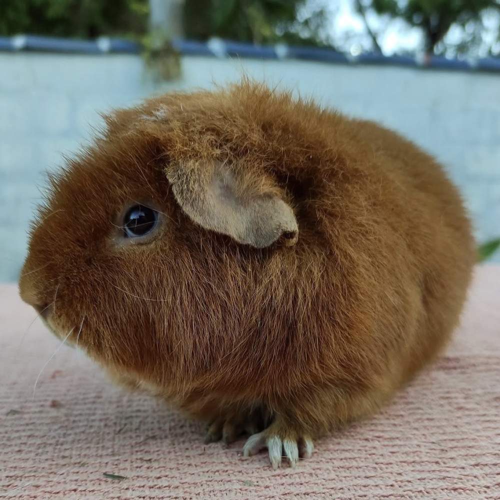 Guinea pig Owned by other Cavia porcellus 
