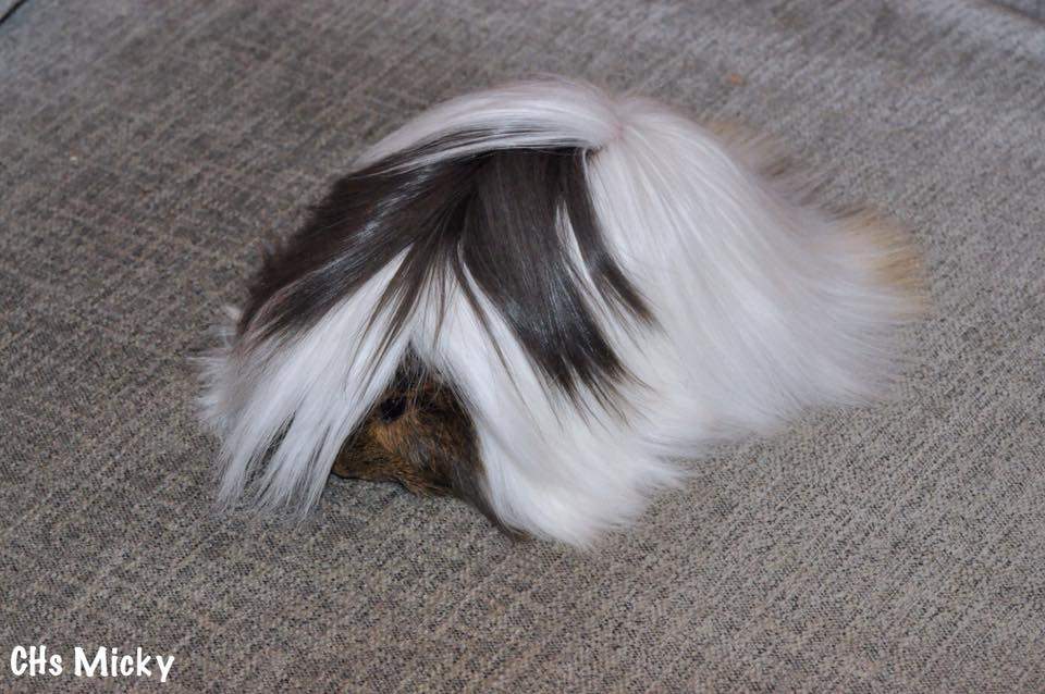 Peruvian Owned by other Cavia porcellus 