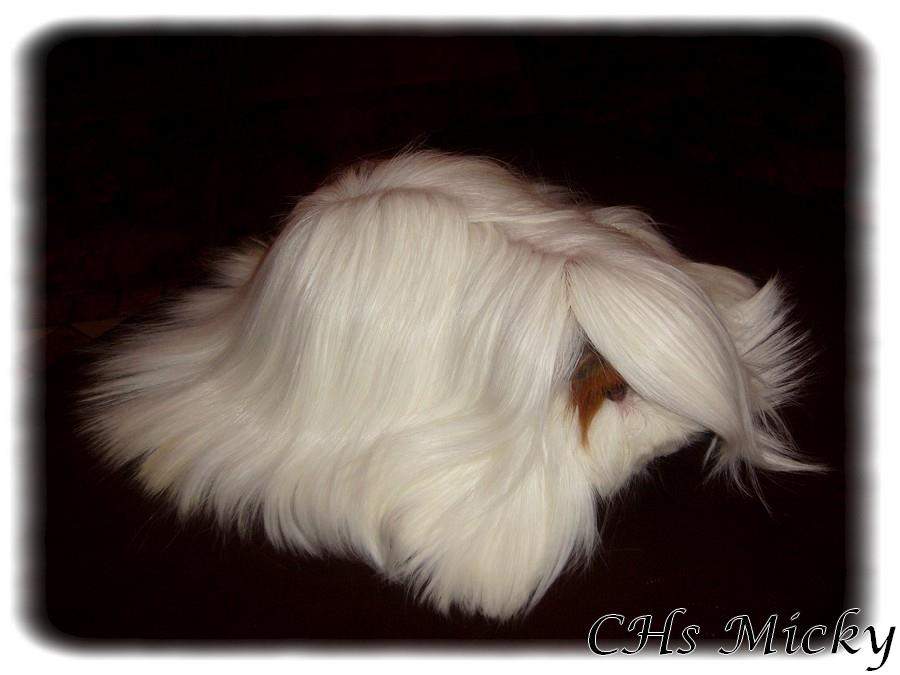 Peruvian guinea pig Owned by other Cavia porcellus 