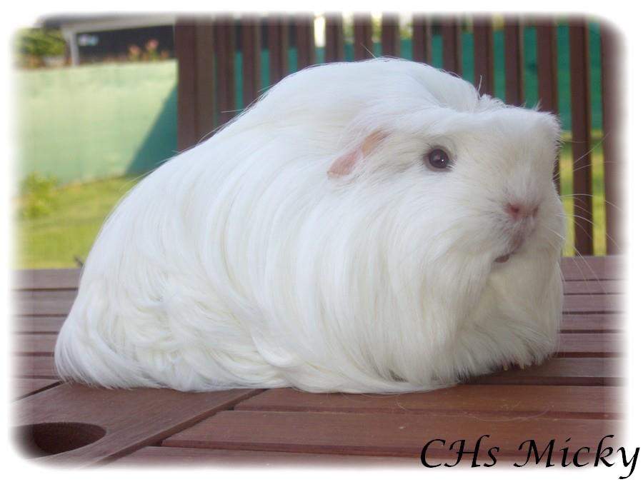 Coronet guinea pig Owned by other Cavia porcellus 