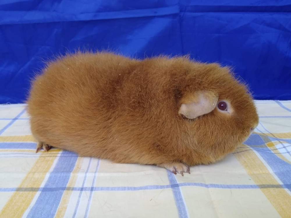 Guinea pig Owned by other Cavia porcellus 