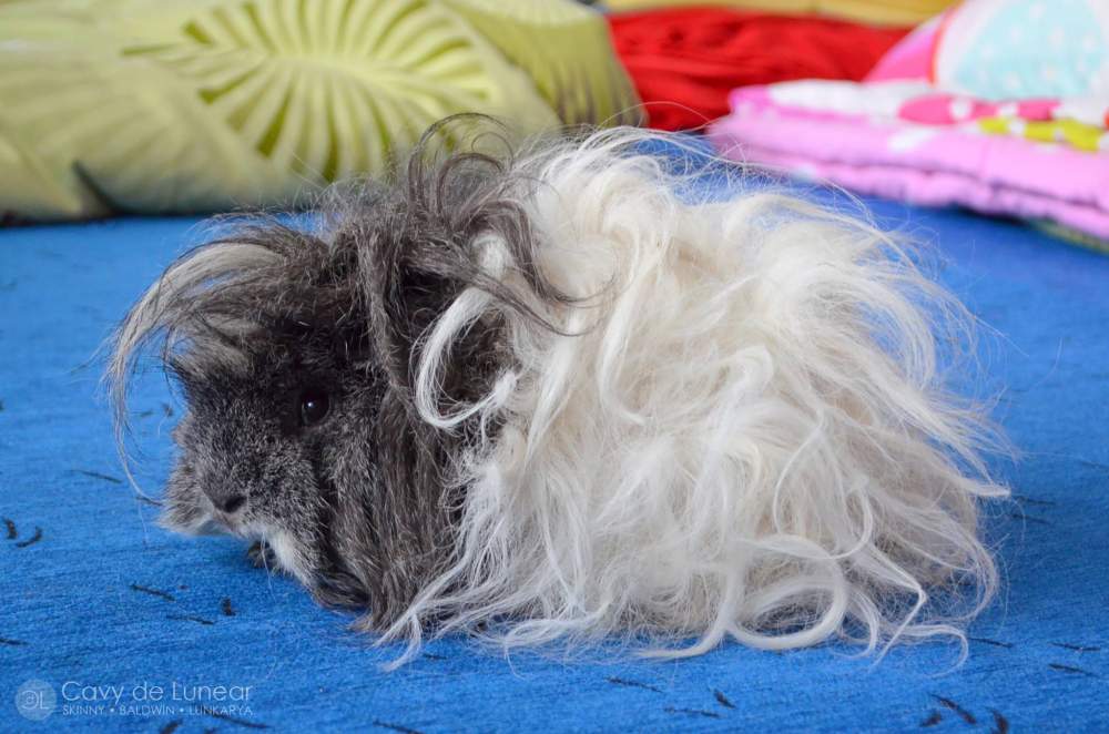 Lunkarya guinea pig Owned by other Cavia porcellus 