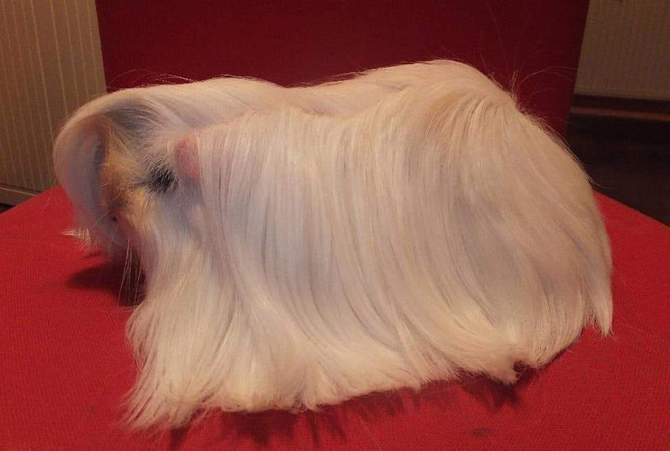 Peruvian guinea pig Owned by other Cavia porcellus 