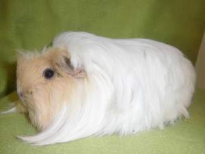 Coronet guinea pig Owned by other Cavia porcellus 