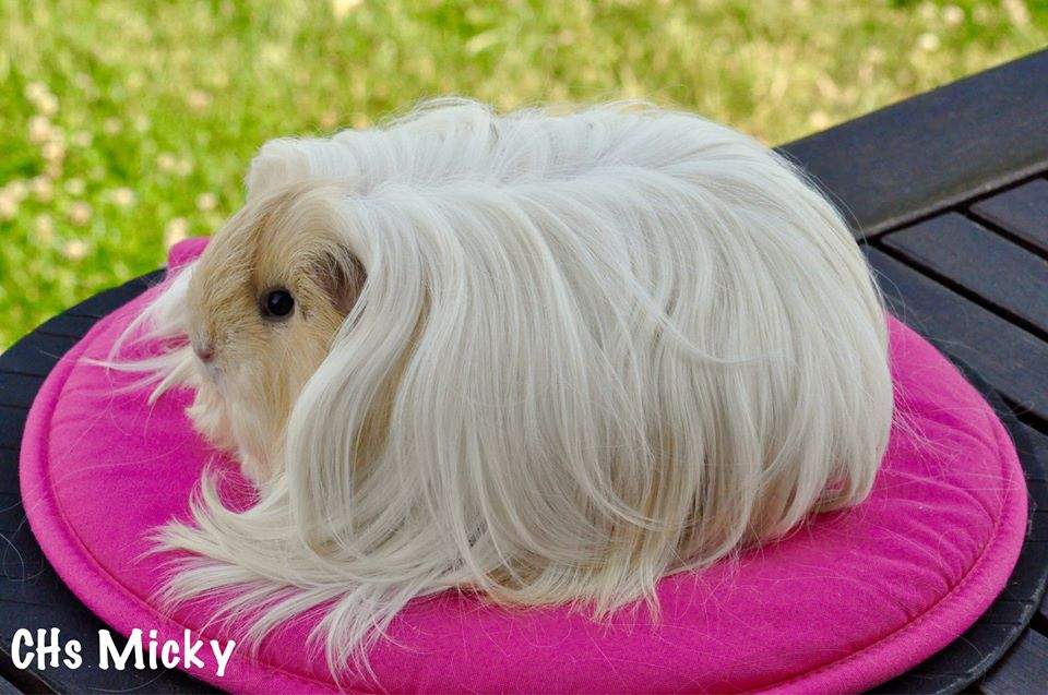 Sheltie guinea pig Breeder Cavia porcellus 