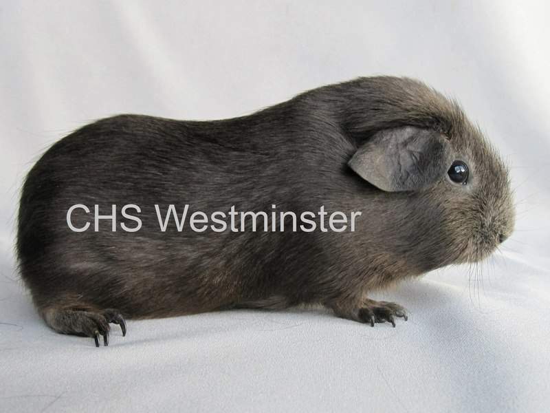 Self Blue Owned by other Cavia porcellus 