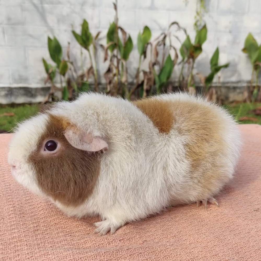Guinea pig Owned by other Cavia porcellus 