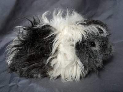 Lunkarya guinea pig Owned by other Cavia porcellus 