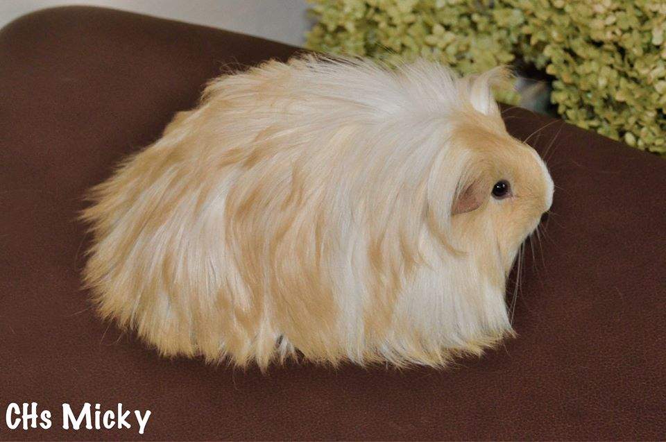 Sheltie guinea pig Owned by other Cavia porcellus 