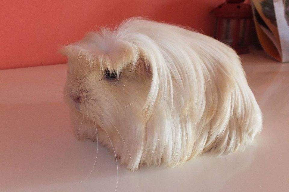 Coronet guinea pig Owned by other Cavia porcellus 