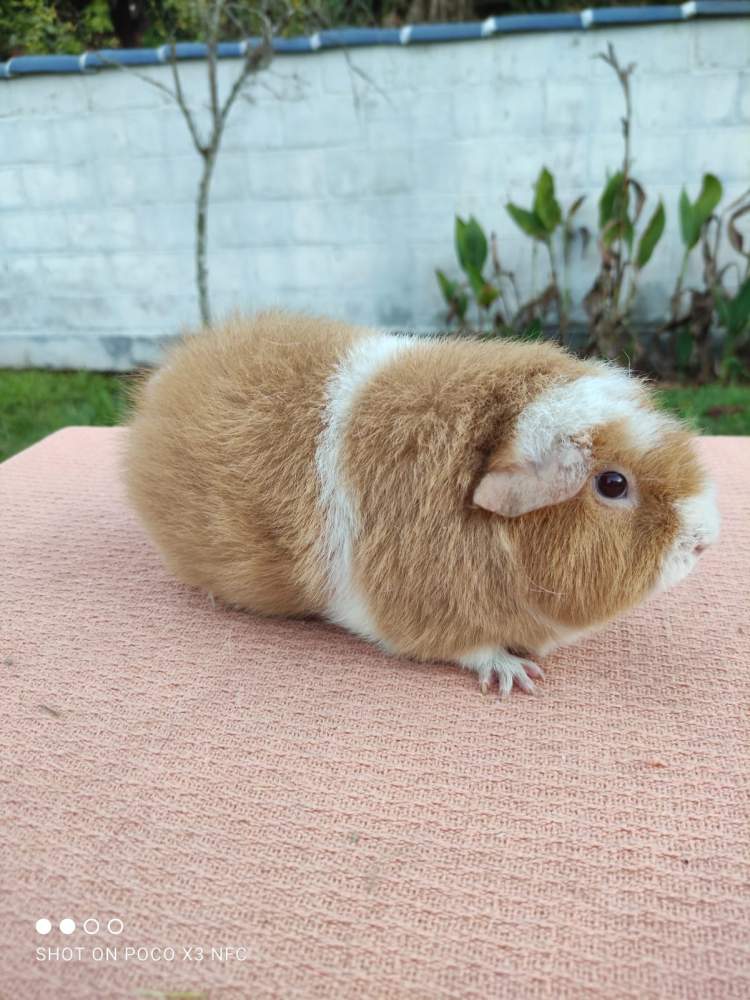Guinea pig Owned by other Cavia porcellus 