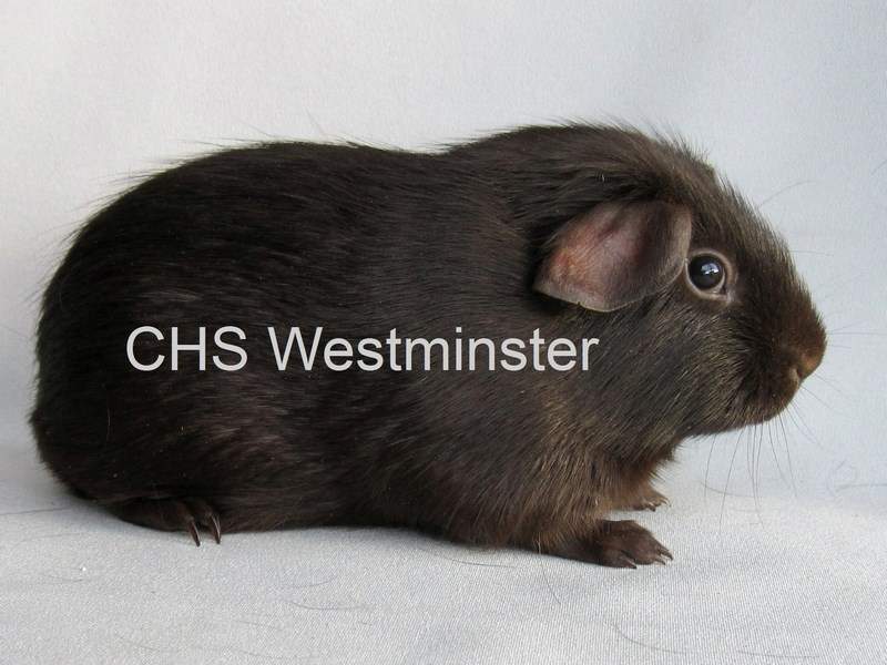 Self Chocolate Owned by other Cavia porcellus 