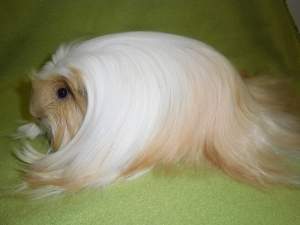 Coronet guinea pig Owned by other Cavia porcellus 