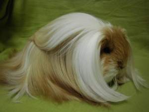 Sheltie guinea pig Owned by other Cavia porcellus 