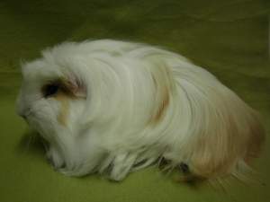 Coronet guinea pig Owned by other Cavia porcellus 