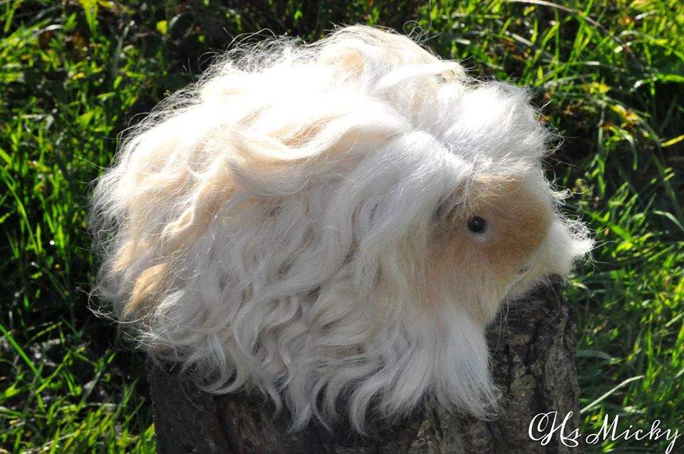 Texel guinea pig Owned by other Cavia porcellus 