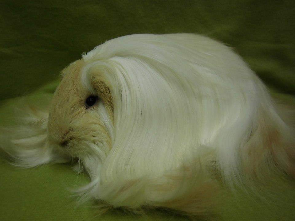 Sheltie guinea pig Owned by other Cavia porcellus 