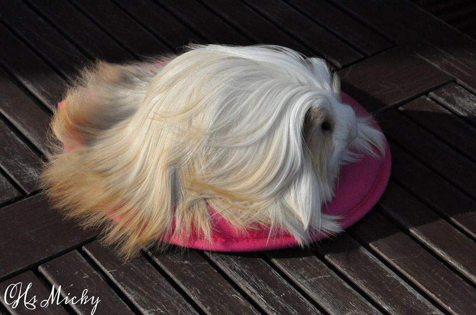 Sheltie guinea pig Owned by other Cavia porcellus 