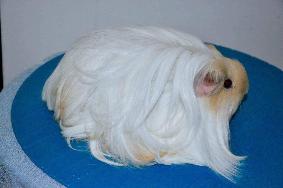 Sheltie guinea pig Breeder Cavia porcellus 