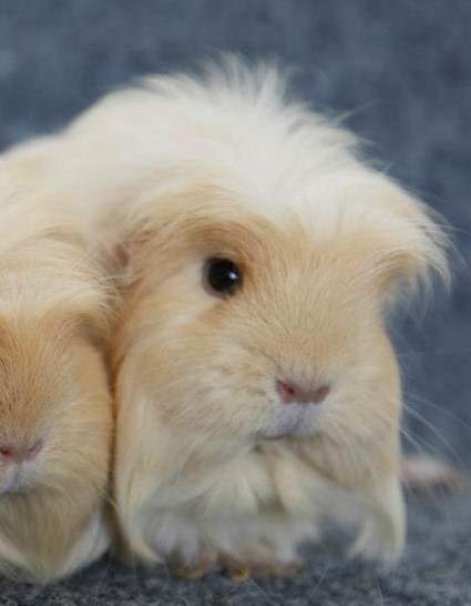 Coronet guinea pig Owned by other Cavia porcellus 