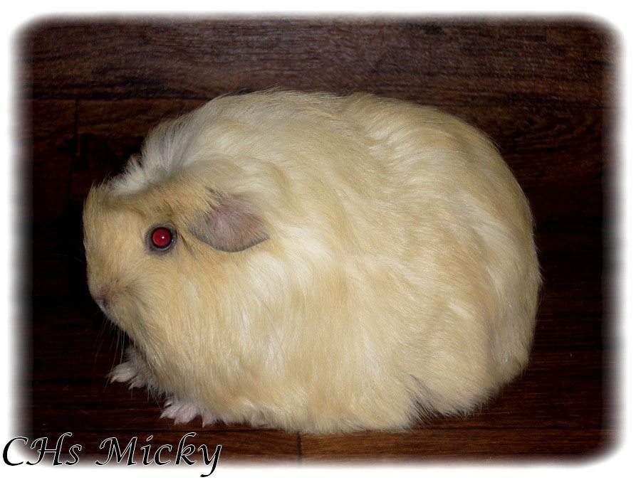 Coronet guinea pig Owned by other Cavia porcellus 